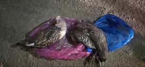 Ховор амьтан агнасан гэмт хэргийг илрүүллээ